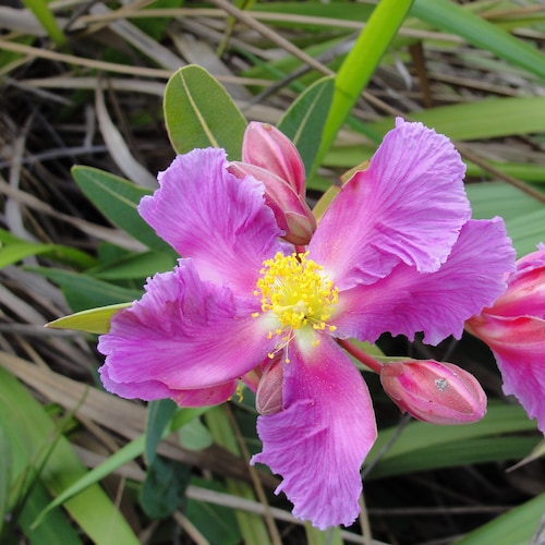 Visit aparecidacb's profile on GETTR. View their posts, photos, videos, and connect with them on the social platform.