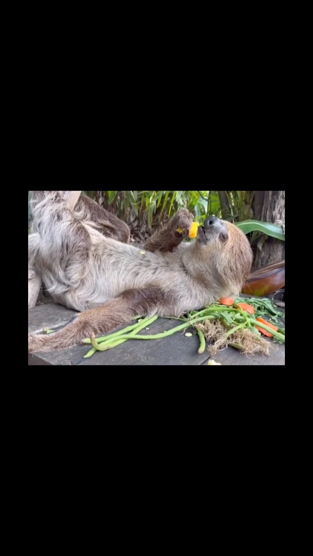 fell asleep while eating