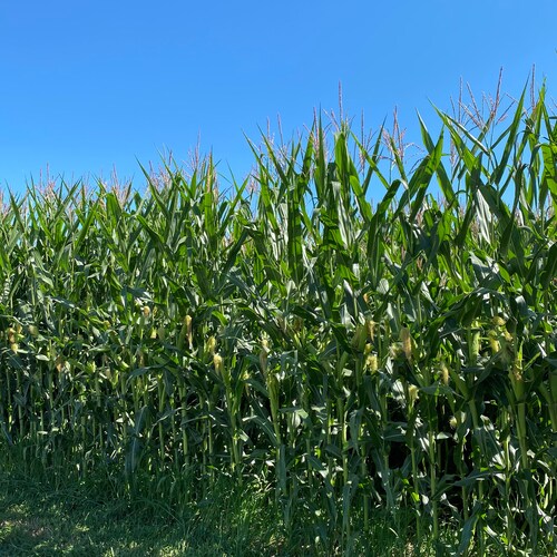 Visit 绿草's profile on GETTR. View their posts, photos, videos, and connect with them on the social platform.