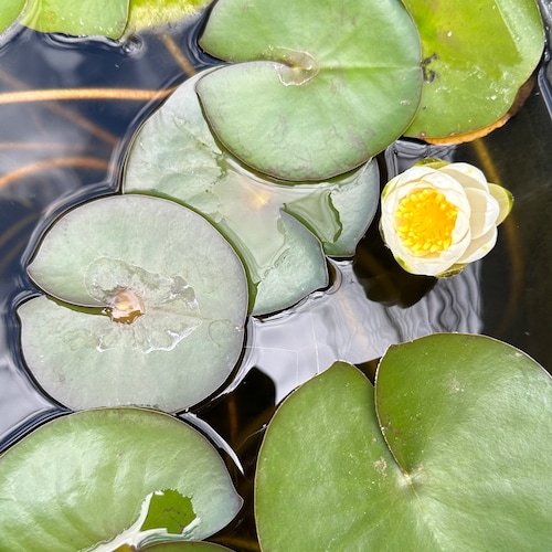 Visit live plainly's profile on GETTR. View their posts, photos, videos, and connect with them on the social platform.