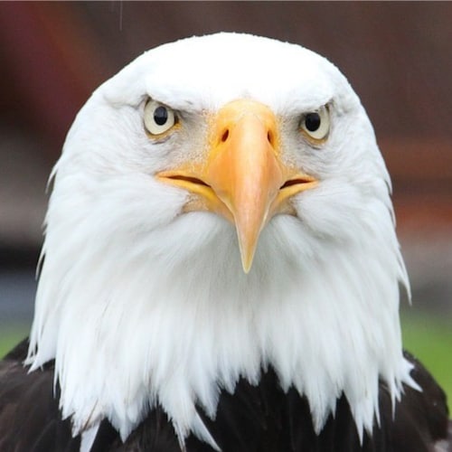 Vet (101st)/Christian/AMERICAN/Patriot to the marrow!