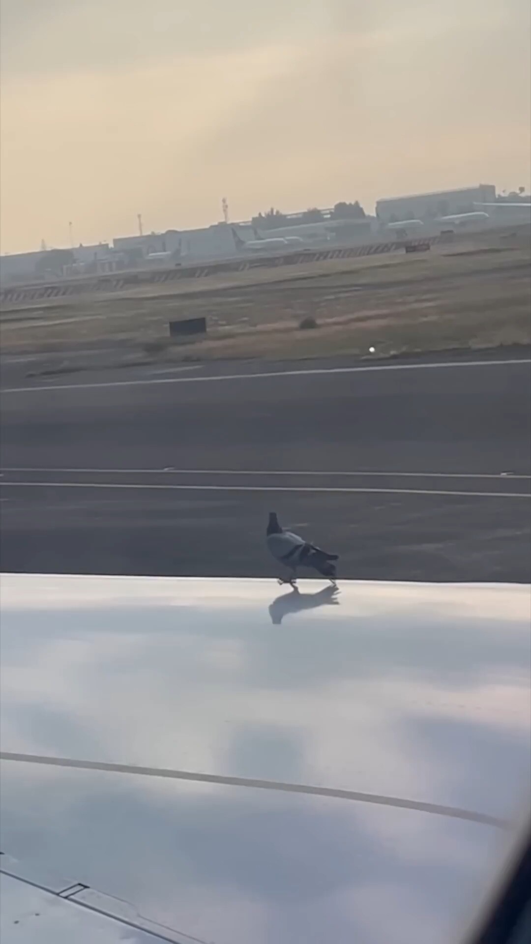 Pigeon Surprised by Planes High Speeds