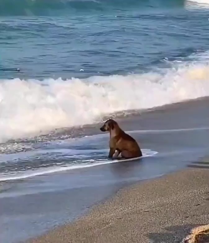 View ☦️🦁⚔ 🆃🆁🅴🅱 ⚔🩸's post on GETTR. Join the discussion, share your thoughts, and connect with the community.