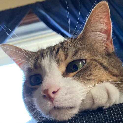 Journeyman crank. Geezer in training. Dad, conservative, ADV rider, fisher, gamer. I love my country but not the worst a...