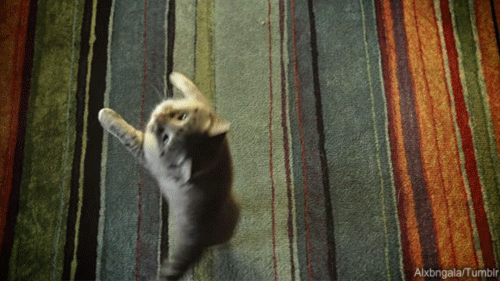 Check out this kitty doing the two-leg strut! Pawsitively bringing the #chillmode vibes.