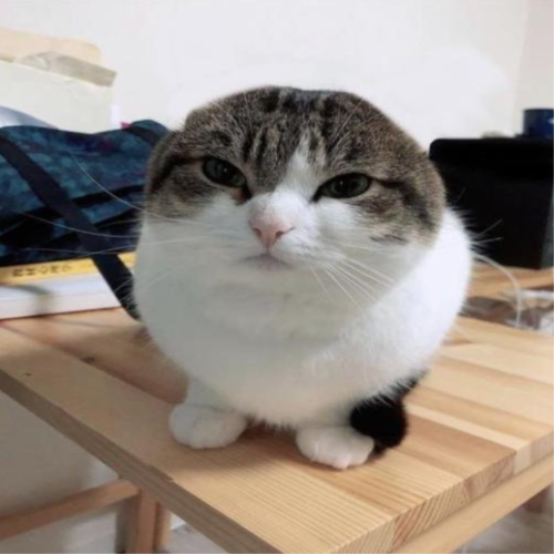 Meow

My beautiful voluptuous wife: @pegglemaster