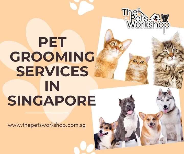 Benefits of Rainy Season Pet Grooming — The Pets Workshop

The arrival of rainy seasons brings with ...