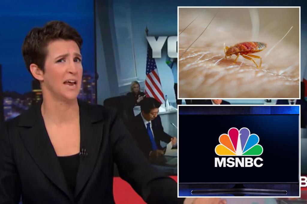 BREAKING: #MSNBC staffers scatter after #BedBugs found at #Manhattan HQ ahead of #SuperTuesday cover...