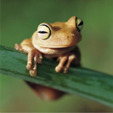 Author of - “Captions & Callouts”©