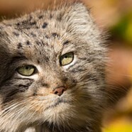 Visit vickbowenjw's profile on GETTR. View their posts, photos, videos, and connect with them on the social platform.