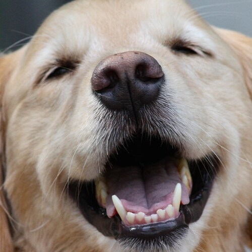 Visit elliejacks's profile on GETTR. View their posts, photos, videos, and connect with them on the social platform.