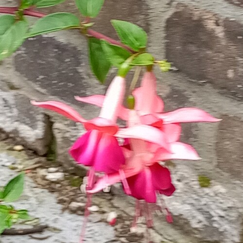 Equal Opportunity Offender.