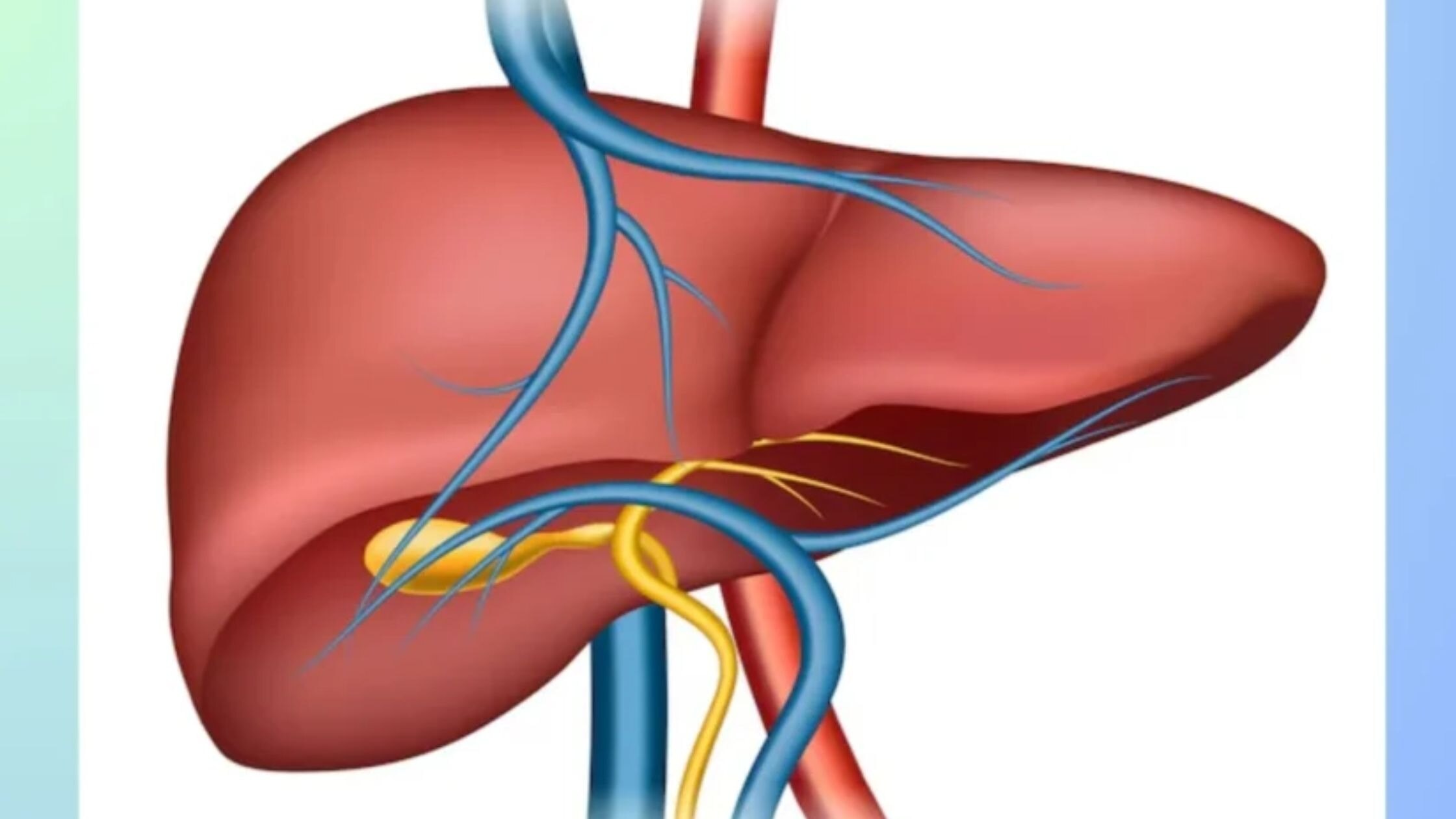 Ultimate Guide to Liver Health: Dose For Your Liver with Supplements

The liver is a vital organ tha...