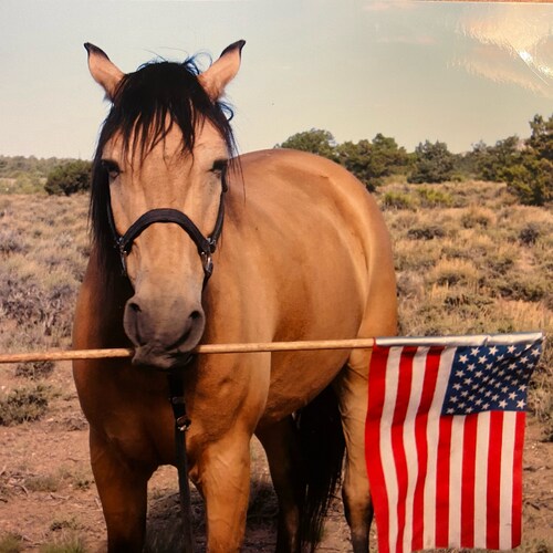 Horse and Dog Mom❤️ Election Integrity Matters🇺🇸 Medical Freedom🌸
WarRoom Posse 🤩