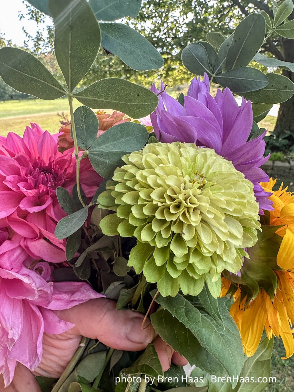 From my garden… happy times growing zinnias, dahlias and sunflowers. #gardening #growyourown 