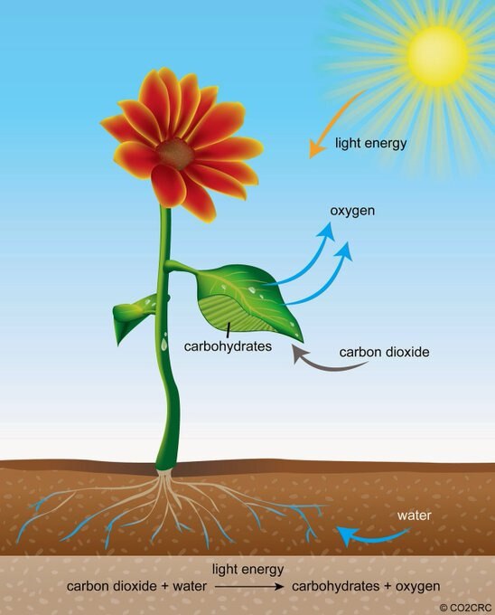Latimer Alder @latimeralder posted Nov 18:
A worryingly large number of people don't seem to have heard of/understand the clever chemistry of Photsynthesis
Which is the basis for all life on Earth
CO2 + H20 + Sun --> Food and energy.
Please retweet: