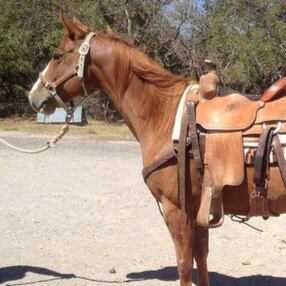 🤠🐎🐮🍷🍇👖I thought I knew it all. Then I got put in charge of family ag business in 3 states. MBA ✝️ If I'm busy my d...