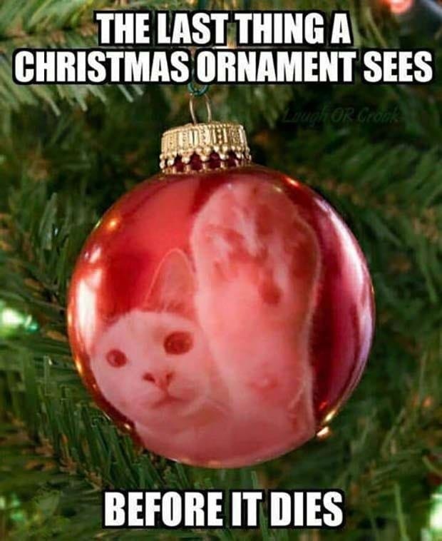So true. Christmas Trees and cats aren't compatible.
