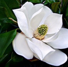 Visit Magnolia's profile on GETTR. View their posts, photos, videos, and connect with them on the social platform.