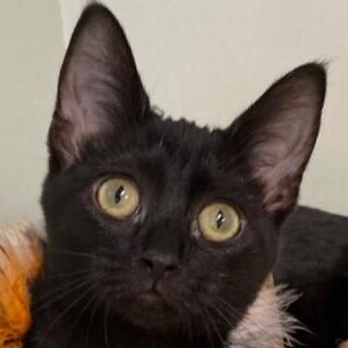 retired from tech at university; past president of local Republican Women Organization; support the REAL PRESIDENT; beli...