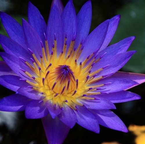 Light of Justice to break all the darkness. MOS.
無垢清淨光,慧日破諸暗.能滅災風火,普明照世間