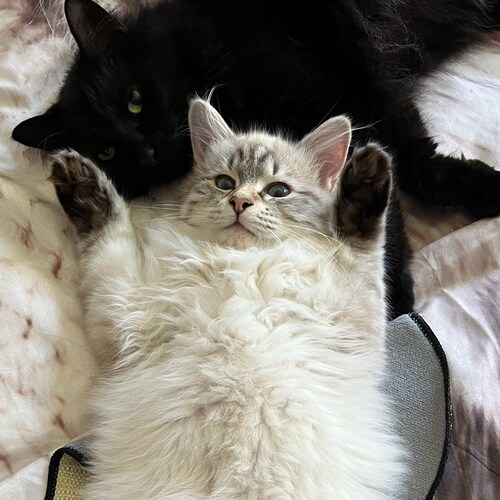 It’s about our constitution , conservative and a Trump supporter married to a wonderful woman.