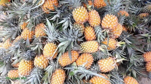 Giá dứa (thơm, khóm) hôm nay bao nhiêu 1kg? Khóm hiện được trồng rất nhiều tại các tỉnh miền tây. Ch...