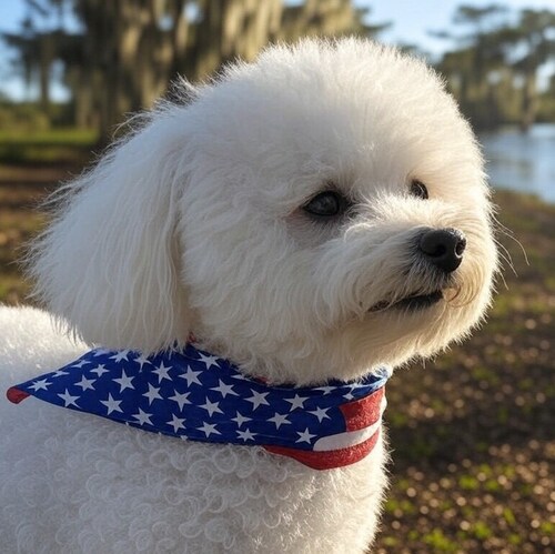 Visit The Cajun Bichon's profile on GETTR. View their posts, photos, videos, and connect with them on the social platform.