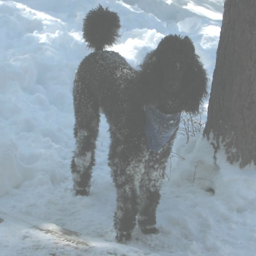 #TheResistance is more important then ever. I love to scuba dive in the Gulf of Mexico. Freeway blogger, cyclist, dog lo...