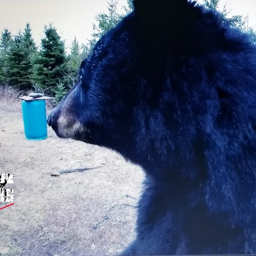 BearMasters TV is the only Black Bear Hunting TV Show to film all methods of harvesting Black Bears in North America. Period!!! Commercial and Sponsor FREE TV