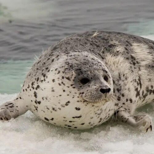 Certified Ace bangers