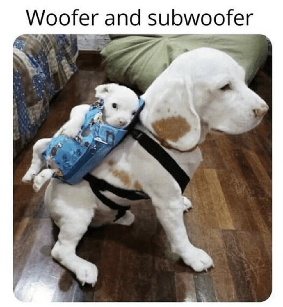 @MojoTejas

🤣🤣🤣🤣🤣🤣🤣🤣🤣🤣
My heart melts
Have a wonderful doggone Weekend 