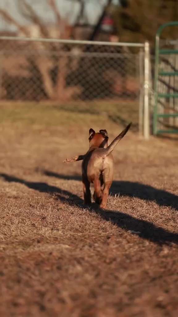 Lil' maligator pup gets robbed 🐶