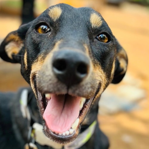 Let's join hands together and help innocent suffering souls. Animals also need good life humans. Help today and forever!...