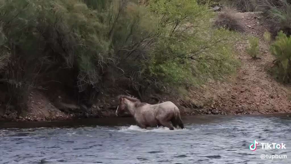 More Wild Horses Up At The Salt River In Arizona 50 Miles East Of Phoenix !
There Always Great To Se...