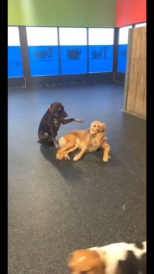 This is Ruby. She likes to pet the other dogs at daycare.❤️❤️
