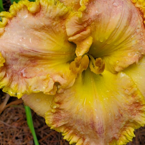 I worship Jesus 
America 🇺🇸 First
The Constitution is the highest law in our Nation

MAKE AMERICA 🇺🇸 GREAT AGAIN ❤️ ...