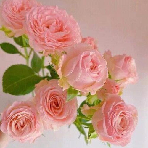 Right way
We Are the Citizens of the New Federal State of China

Our Mission is to Take Down the EVIL Chinese Communist ...