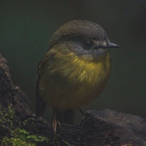 Licensed zoologist 👨🏼‍💼
🦘🦆🦢🦉🦩🦚
Wildlife presenter 🦅 🦢 🐦🦓🐪🐂🦒#germany🇩🇪  #australia🇭🇲 #widelife