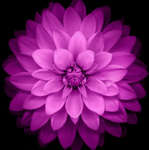 I Love God, My husband, Family, Freedom and protecting the  constitution.
 I instablock liberals & trolls. No DM
Vance 2...