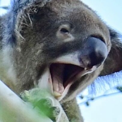 lizenzierter Zoologe 👨🏼‍💼
Wildlife-Moderator 🦍🐢🐆🐘🦣🐅🦓🐪🐂🦒 Deutschland 🇩🇪 Australien 🇦🇺