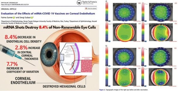 🚨突发新闻：#COVID-19 mRNA 疫苗仅用 75 天就摧毁了 8.4% 的不可再生眼细胞👀 

对 64 名健康年轻人进行的新研究发现，注射辉瑞的 #mRNA 后，眼睛的角膜内皮 会受到不...