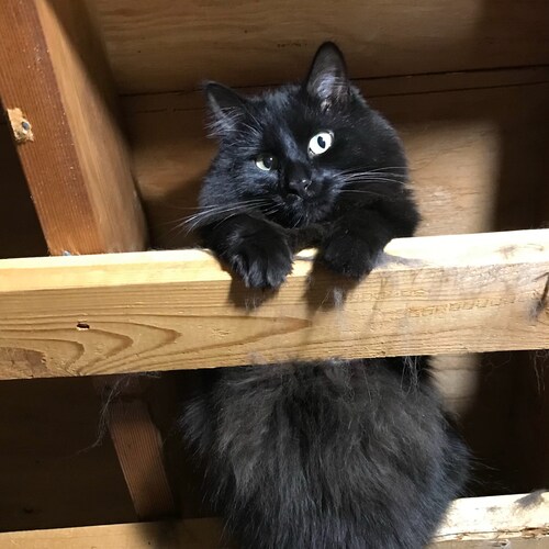 I must not fear. Fear is the mind-killer.