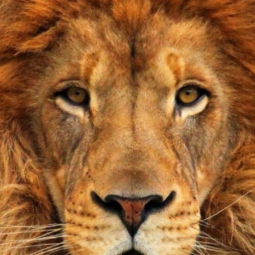 Visit NWPATRIOT's profile on GETTR. View their posts, photos, videos, and connect with them on the social platform.