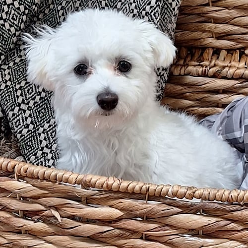 I believe in God, Family and the 2nd amendment.  I support our Law Enforcement and 1st Responders. I'm a Conservative, T...