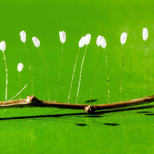 法轮大法是佛家正法，是佛家八万四千法门中的一法门
珍惜机缘 佛法难得
法轮大法好，真善忍好！  “三退”避灾殃