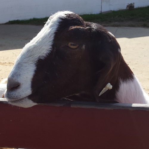 I agree! I believe martial law is just around the corner for our country, to clean out all the rats ...