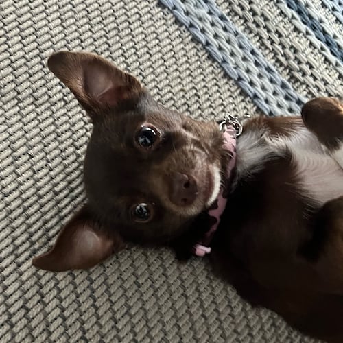 Honor Christ and see the blessings.The 2nd Amendment protects the first . Bring back comedy,unvaccinated patriot. 
Stay ...