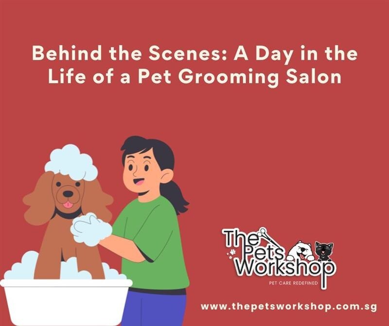 Behind the Scenes: A Day in the Life of a Pet Grooming Salon- The Pets Workshop
Pet grooming Singapo...