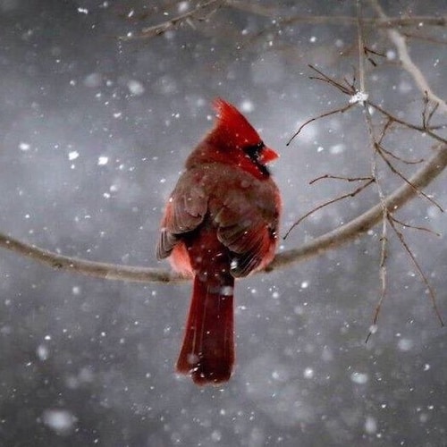 BitterClinger🇺🇸 Dixie Deplorable🍑🥜UGA alum🐶AG🚜
If you’re an American Stand Up🇺🇸My opinions only